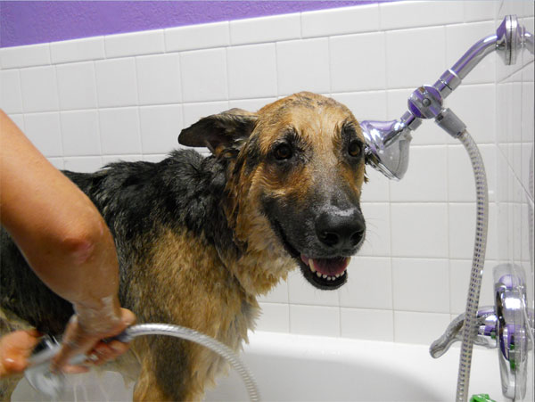Do it Yourself Dog Bath - NapaPets